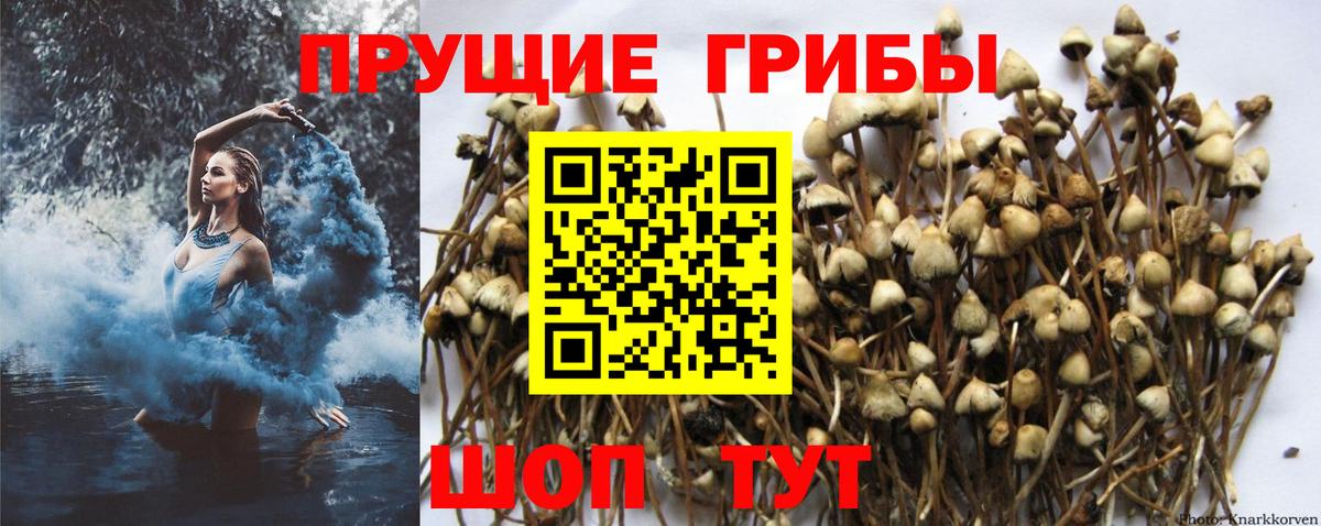 Воскресенск  Псилоцибиновые грибы Psilocybine cubensis  Галлюциногенные грибы Magic Shrooms  Вход с VPN 
